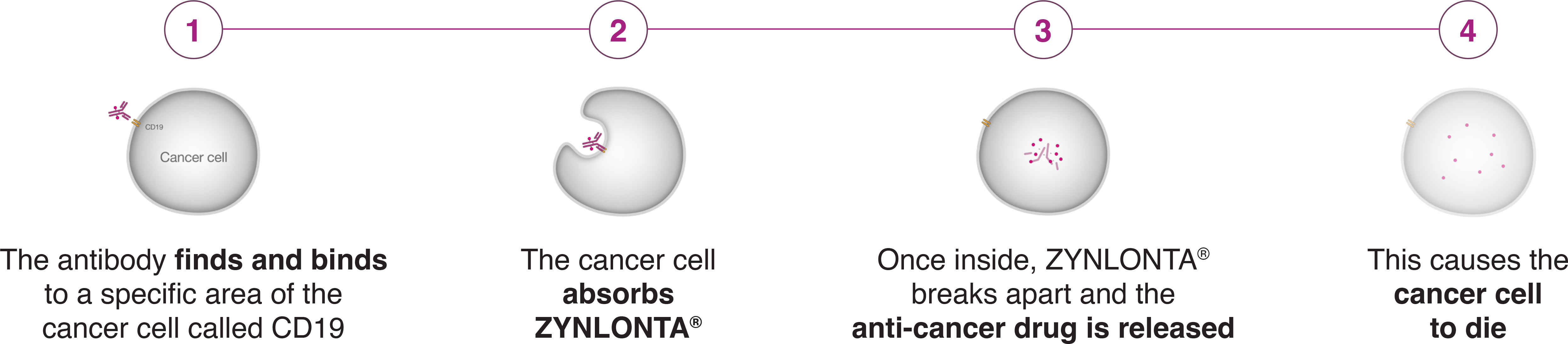 ZYNLONTA targeting steps