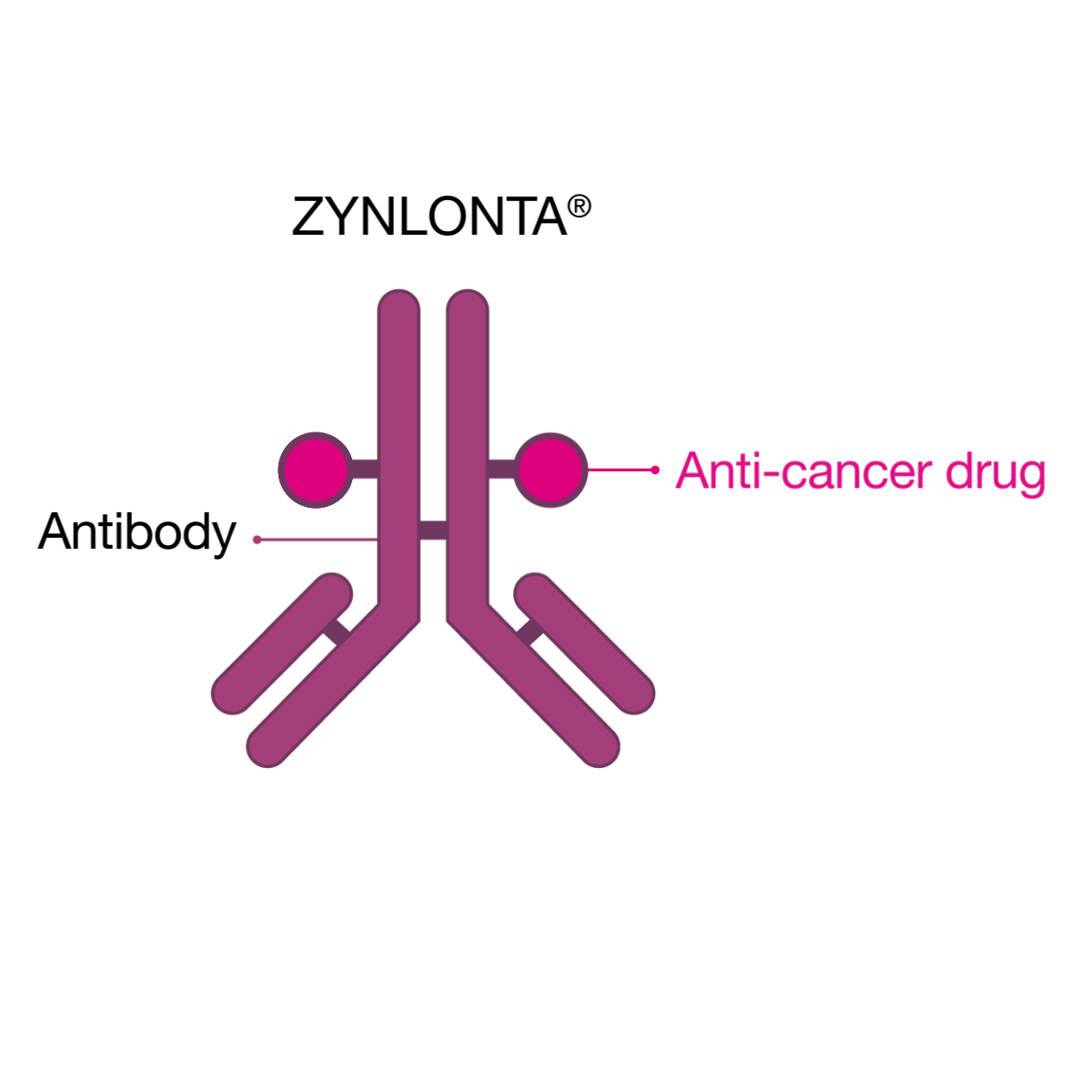 ZYNLONTA® antibody attached to anti-cancer drug