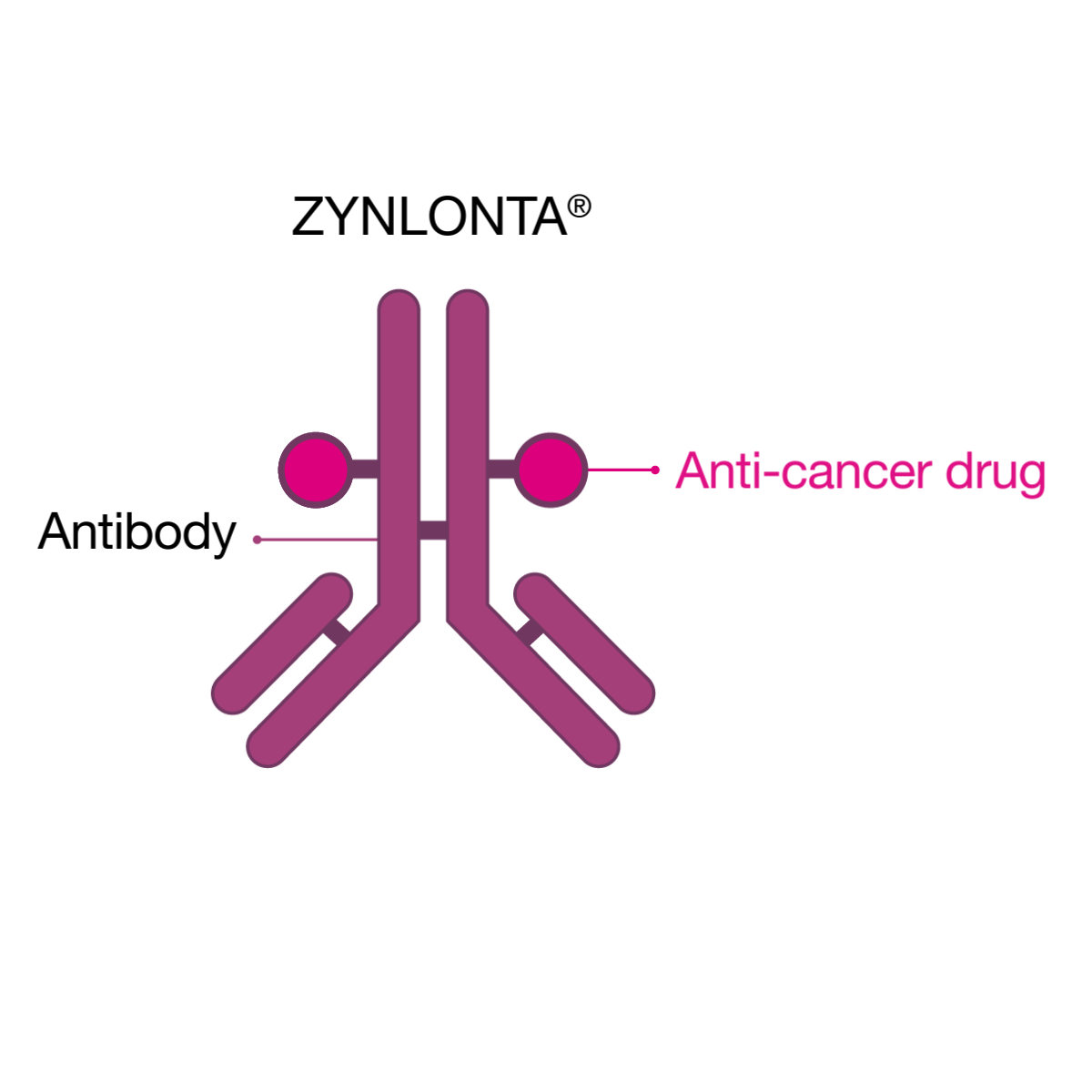 ZYNLONTA® antibody attached to anti-cancer drug ZYNLONTA® antibody attached to anti-cancer drug