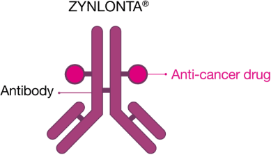 ZYNLONTA® antibody attached to anti-cancer drug ZYNLONTA® antibody attached to anti-cancer drug