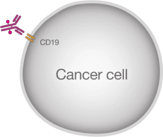 CD19 in cancer cell