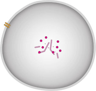 Cancer cell absorbing ZYNLONTA® Cancer cell absorbing ZYNLONTA®