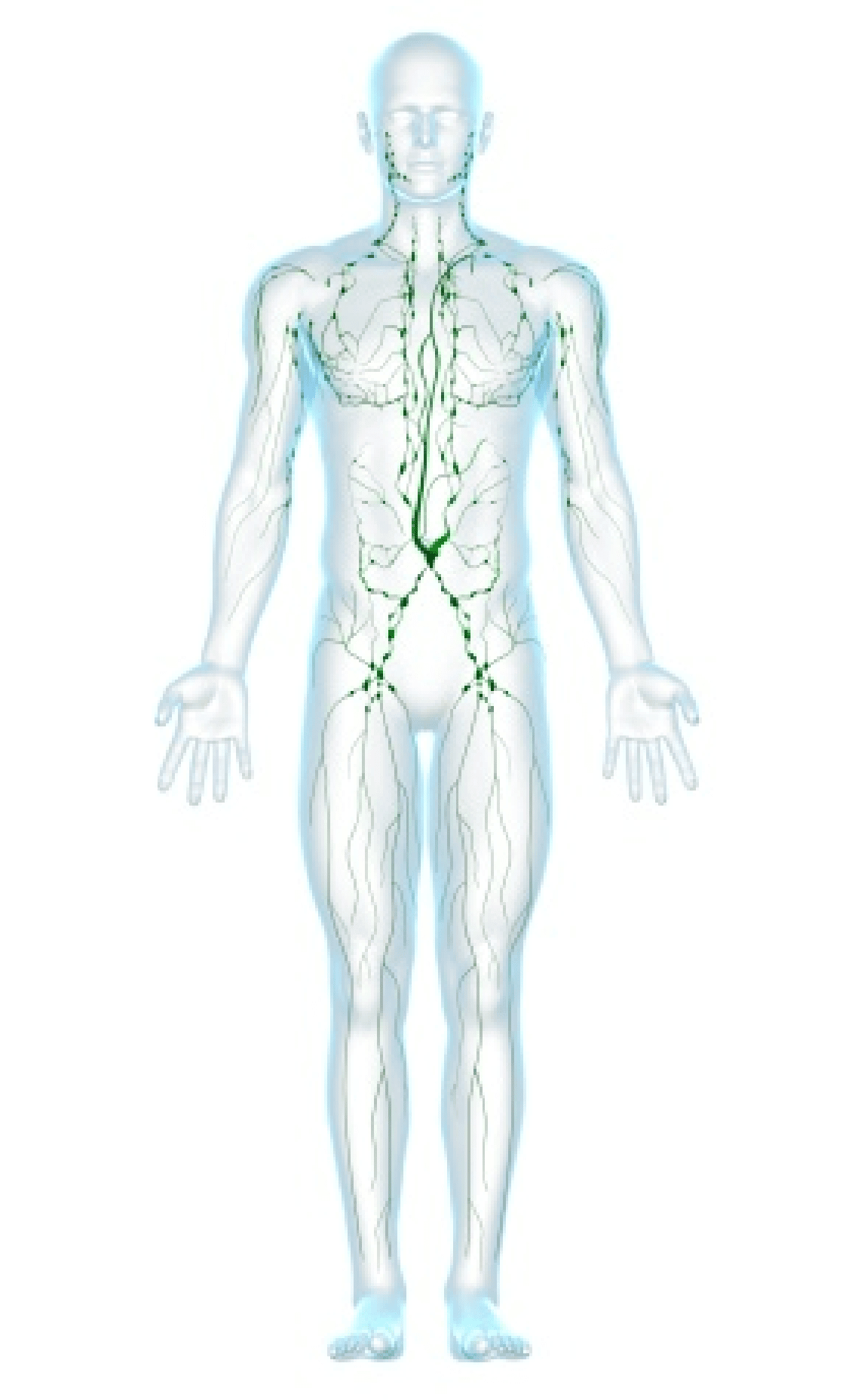Lymphatic system illustration