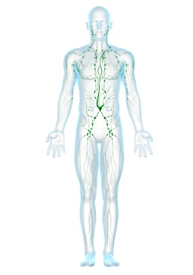 Lymphatic system illustration Lymphatic system