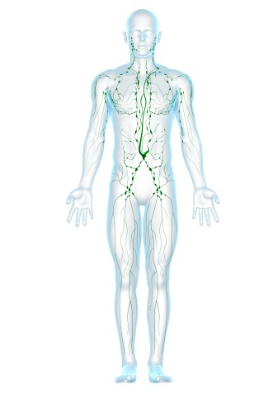 Lymphatic system