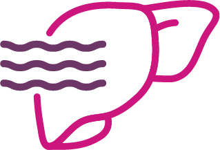 Liver icon